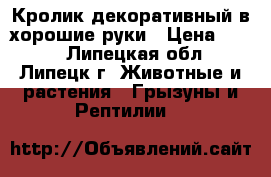 Кролик декоративный в хорошие руки › Цена ­ 300 - Липецкая обл., Липецк г. Животные и растения » Грызуны и Рептилии   